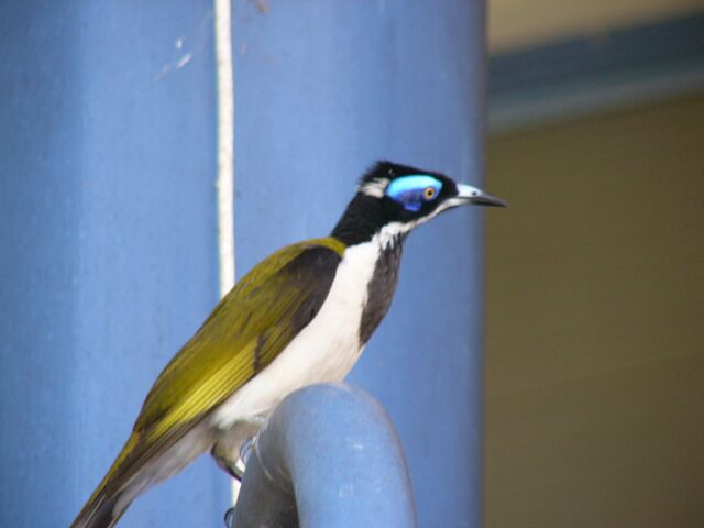 Blue-faced Honeyeater